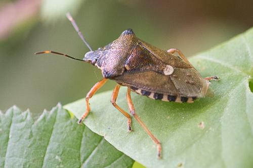 Pinthaeus sanguinipes